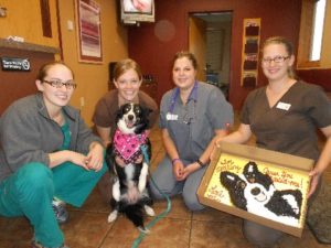 Animal Medical Care for Homeless Pets